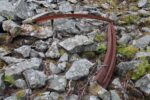 hkb_4-981_zug-aspenes_2025_050