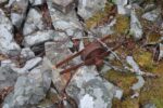hkb_4-981_zug-aspenes_2025_051