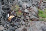 hkb_48-977_roetingi_2025_065