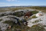 hkb_5-971_boerselvnes_2019_101