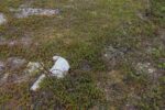 hkb_5-971_boerselvnes_2025_125