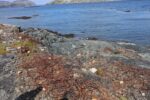 hkb_6-478_gullsmedvika_2025_025