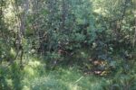 hkb_6-972_russelv_2023_061