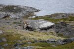 hkb_7-971_billefjord_2019_025