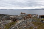 hkb_7-971_billefjord_2019_086