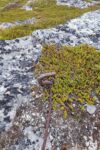 hkb_7-971_billefjord_2019_111