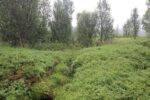 hkb_7-972_lattervik_2023_010