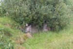 hkb_7-972_lattervik_2023_022