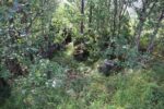 hkb_7-972_lattervik_2023_080