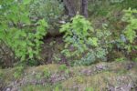 hkb_8-974_soerfold_2025_023