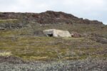 mkb_3-513_kiberg_2019_002