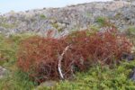 mkb_4-516_engeloey-II_2023_013