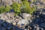 mkb_4-516_engeloey-I_dietl_2019_085