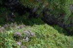 mkb_5-516_stranden_2016_078