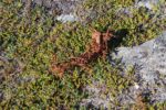 mkb_6-511_skrolsvik_2023_088