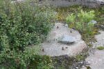 torpedobatterie_hambaara_2016_013