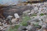 torpedobatterie_korshamn_2023_034