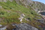 torpedobatterie_roedberget_2025_056