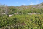 torpedobatterie_roedberget_2025_058