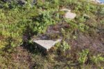 torpedobatterie_roedberget_2025_065